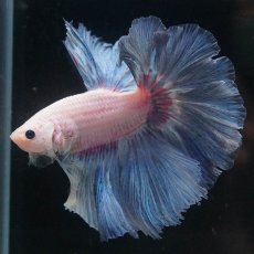 画像2: HM　ファンシー (2)