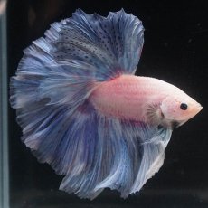 画像5: HM　ファンシー (5)