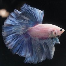 画像3: HM　ファンシー (3)