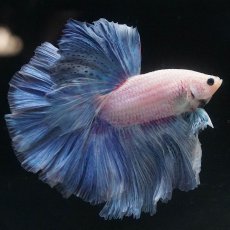 画像1: HM　ファンシー (1)