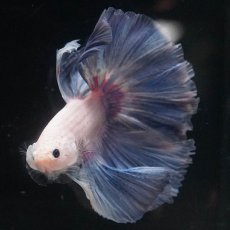 画像6: HM　ファンシー (6)