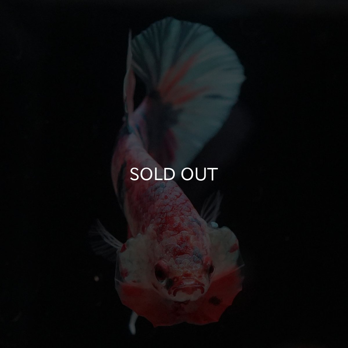 画像3: HMPK　キャンディレインボー (3)