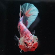 画像3: HMPK　キャンディレインボー (3)