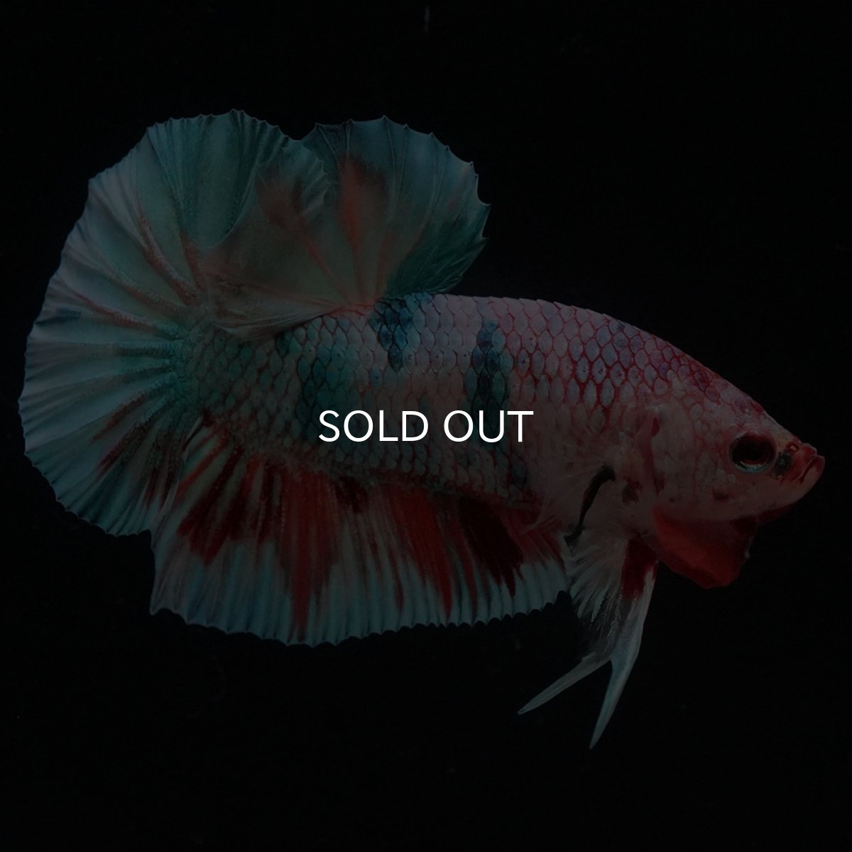 画像7: HMPK　キャンディレインボー (7)