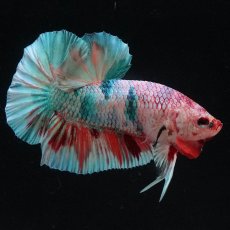 画像7: HMPK　キャンディレインボー (7)