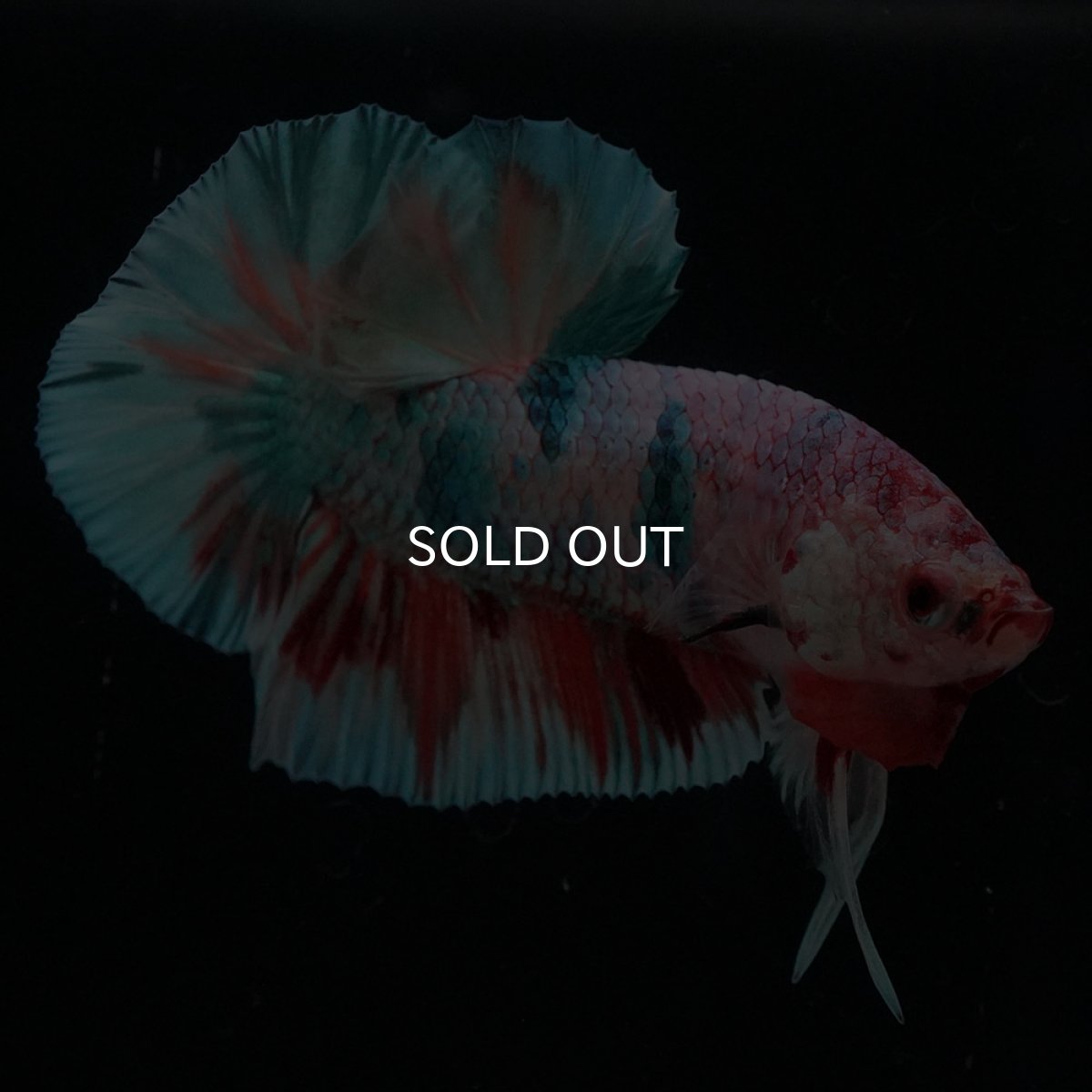 画像5: HMPK　キャンディレインボー (5)