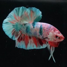 画像5: HMPK　キャンディレインボー (5)