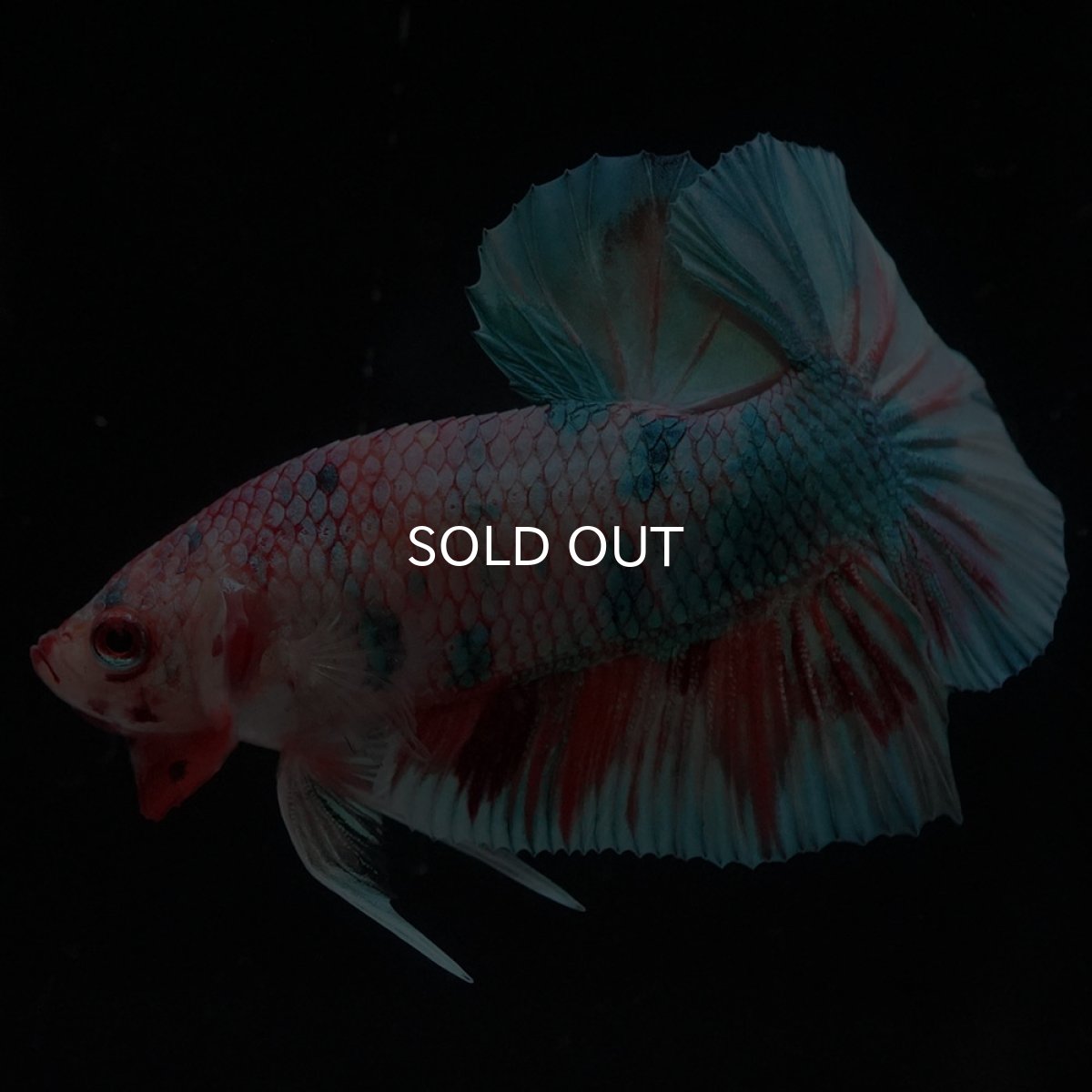 画像6: HMPK　キャンディレインボー (6)