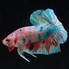 画像6: HMPK　キャンディレインボー (6)