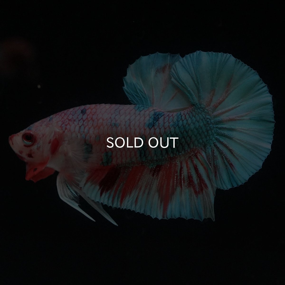 画像1: HMPK　キャンディレインボー (1)