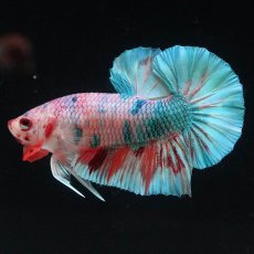 画像1: HMPK　キャンディレインボー (1)