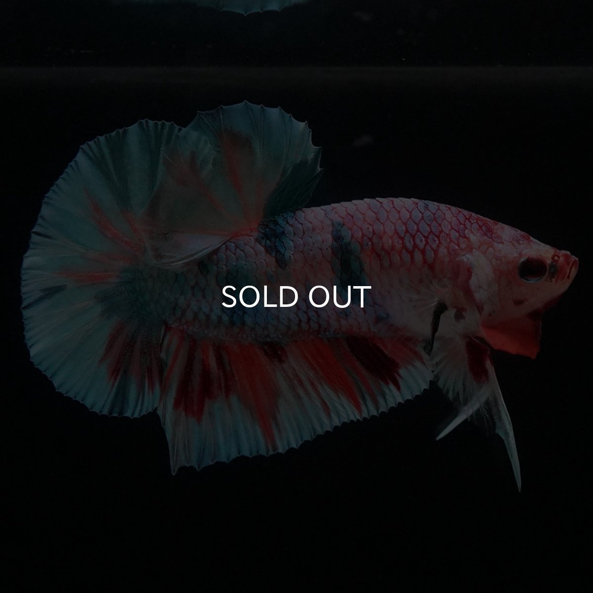 画像2: HMPK　キャンディレインボー (2)