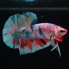 画像2: HMPK　キャンディレインボー (2)