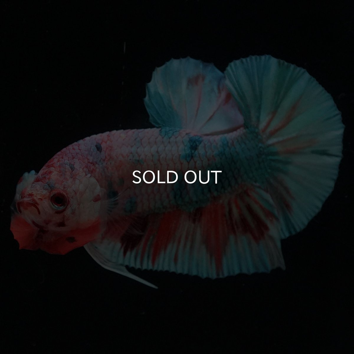 画像4: HMPK　キャンディレインボー (4)