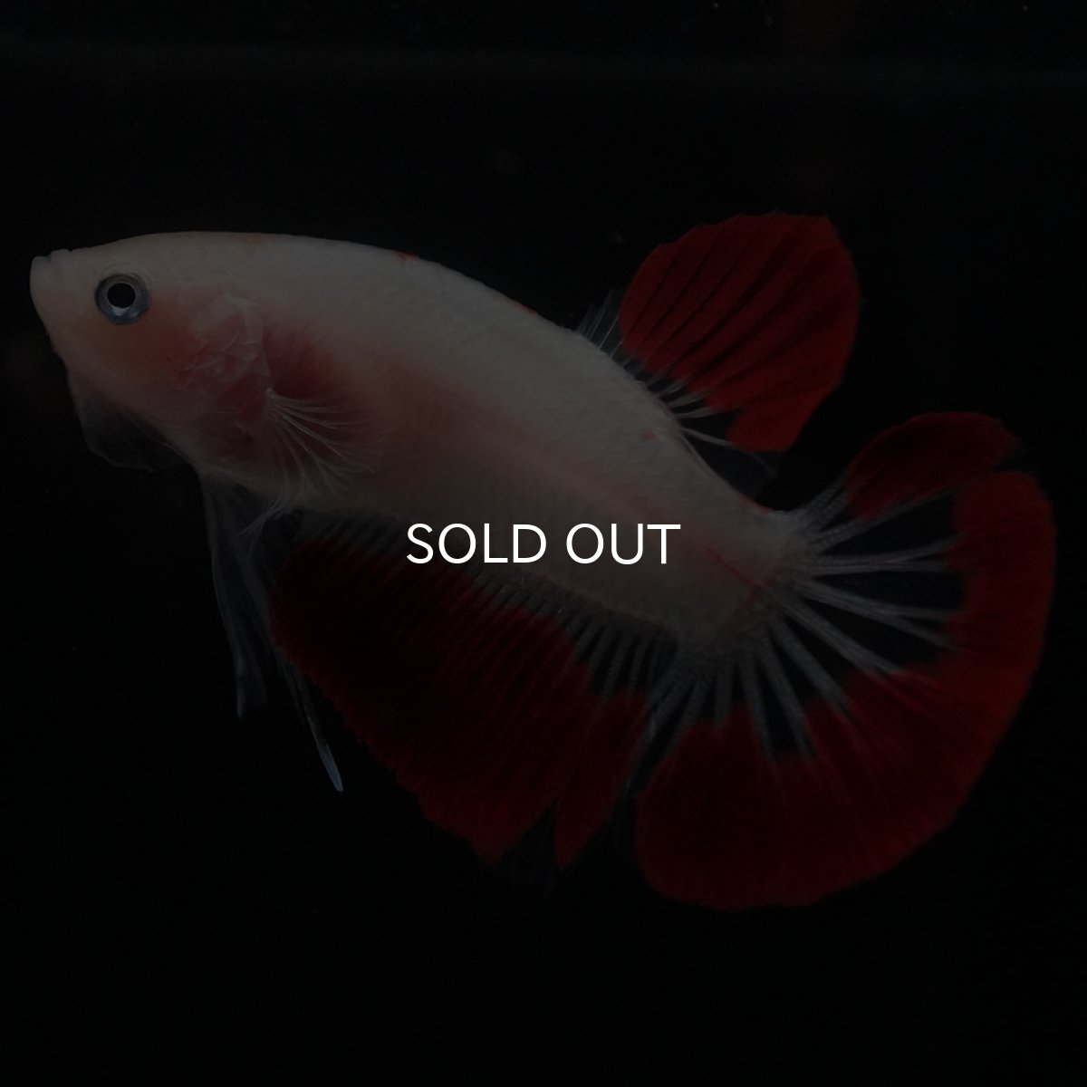 画像6: HMPK　紅白 (6)