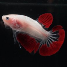 画像6: HMPK　紅白 (6)