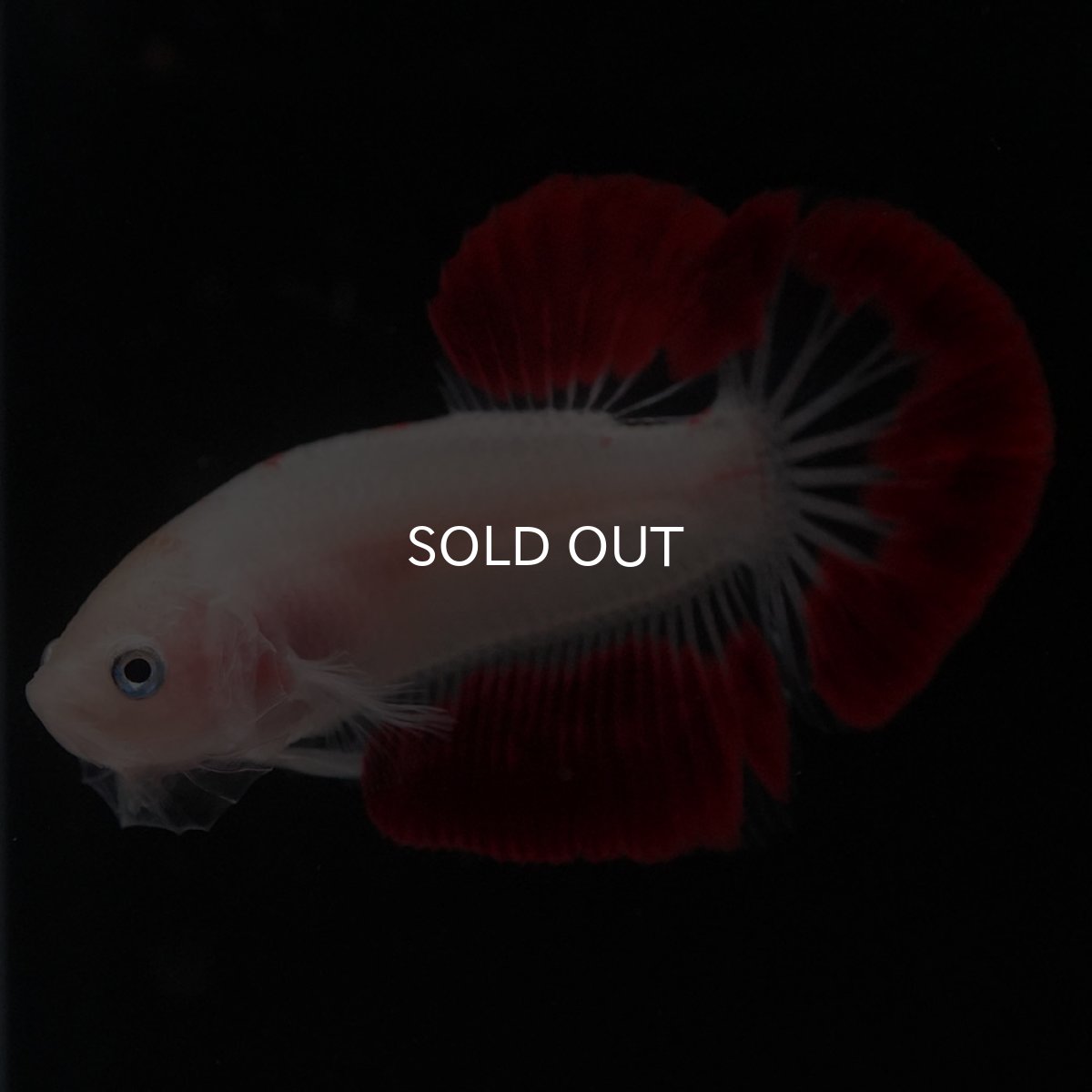 画像2: HMPK　紅白 (2)