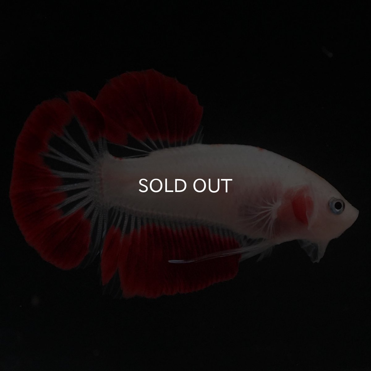 画像5: HMPK　紅白 (5)