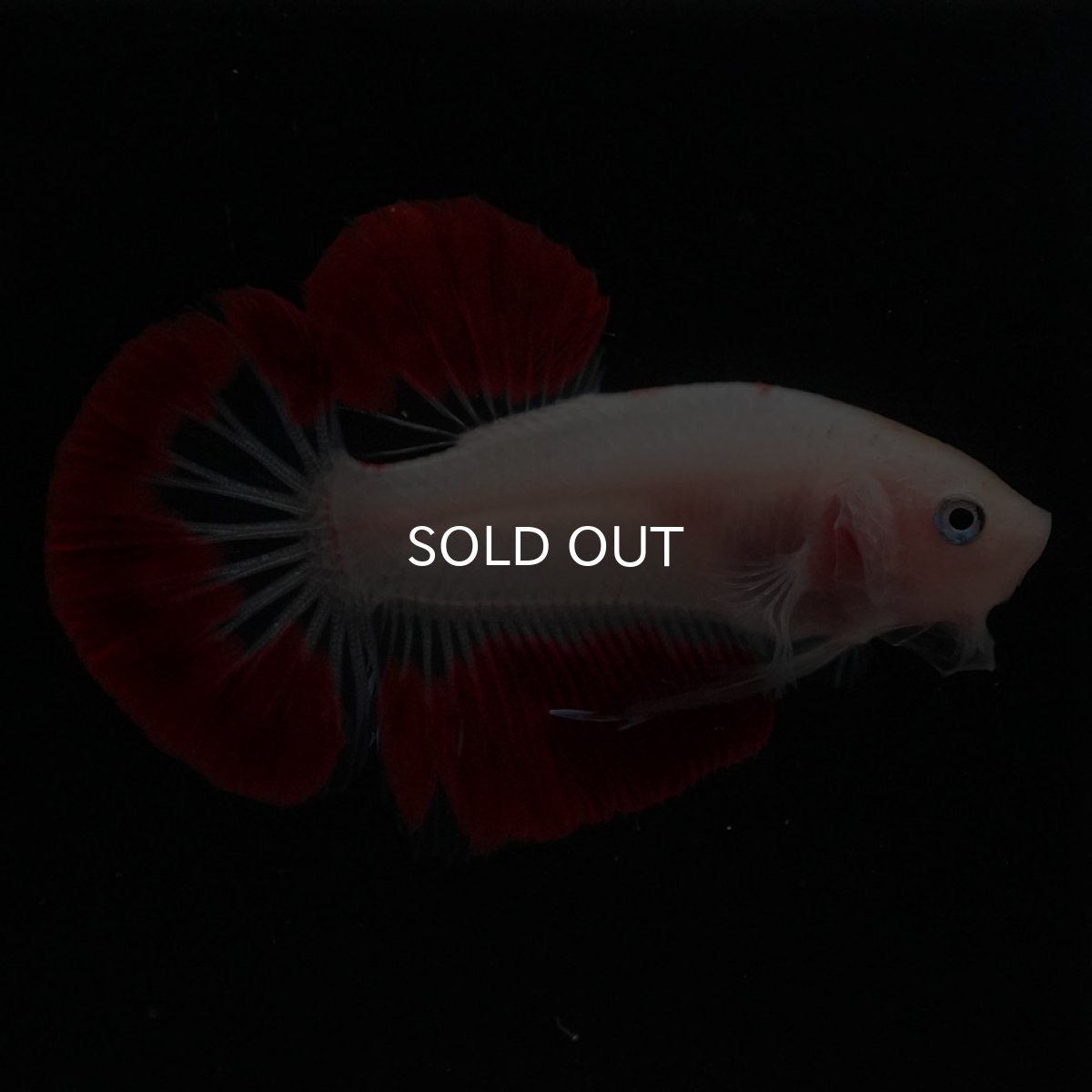 画像3: HMPK　紅白 (3)