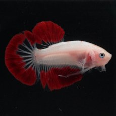 画像3: HMPK　紅白 (3)