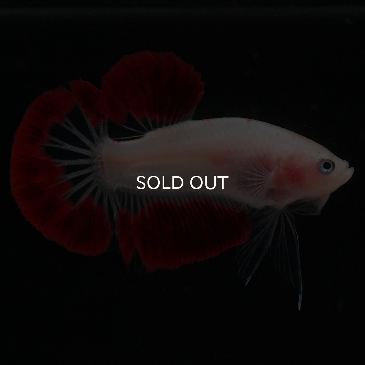 画像1: HMPK　紅白 (1)