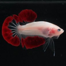 画像1: HMPK　紅白 (1)