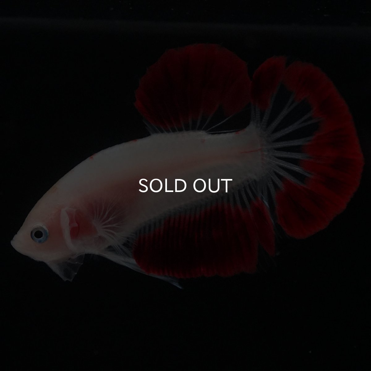 画像4: HMPK　紅白 (4)