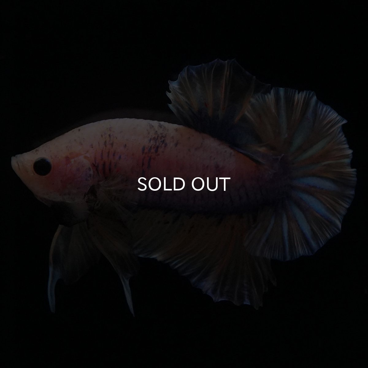 画像8: HMPK　イエローファンシー (8)