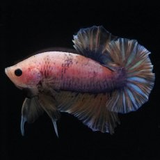 画像8: HMPK　イエローファンシー (8)