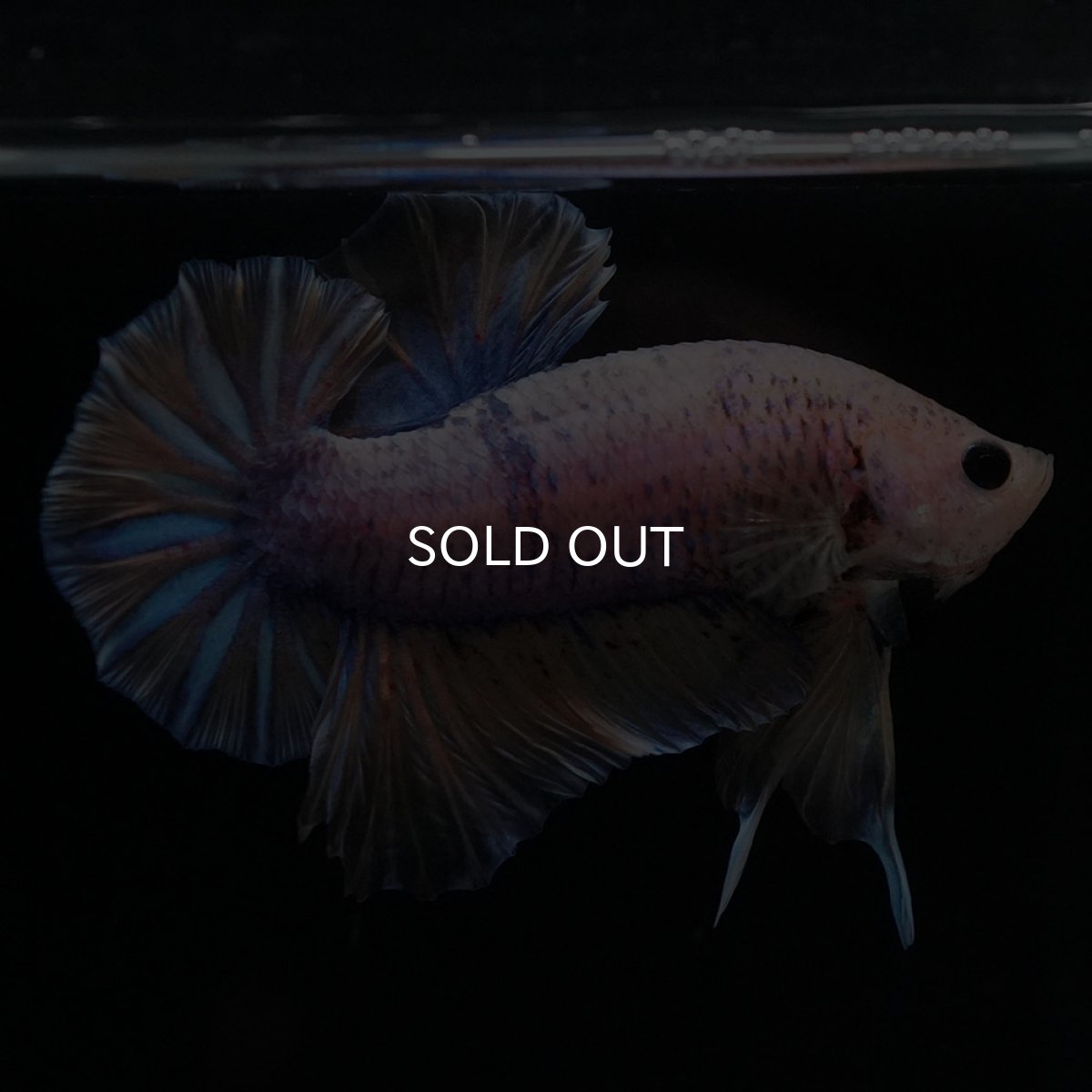 画像9: HMPK　イエローファンシー (9)