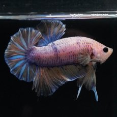 画像9: HMPK　イエローファンシー (9)