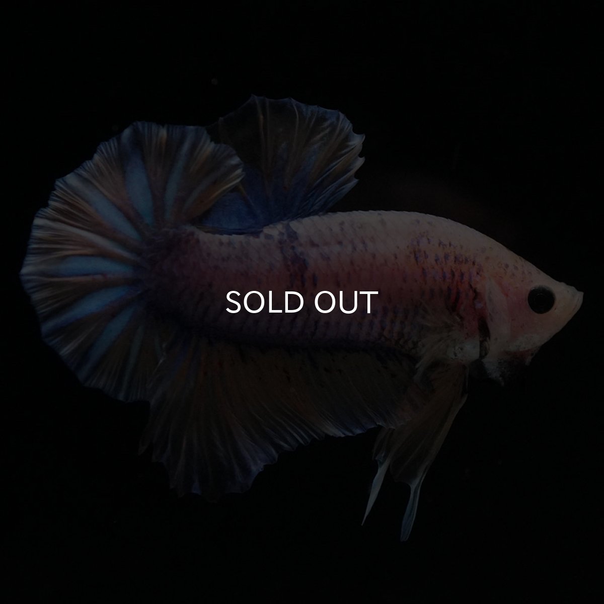 画像7: HMPK　イエローファンシー (7)