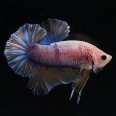 画像7: HMPK　イエローファンシー (7)