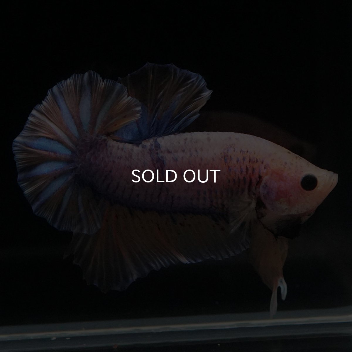 画像5: HMPK　イエローファンシー (5)