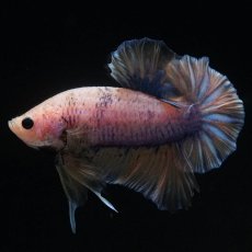 画像6: HMPK　イエローファンシー (6)