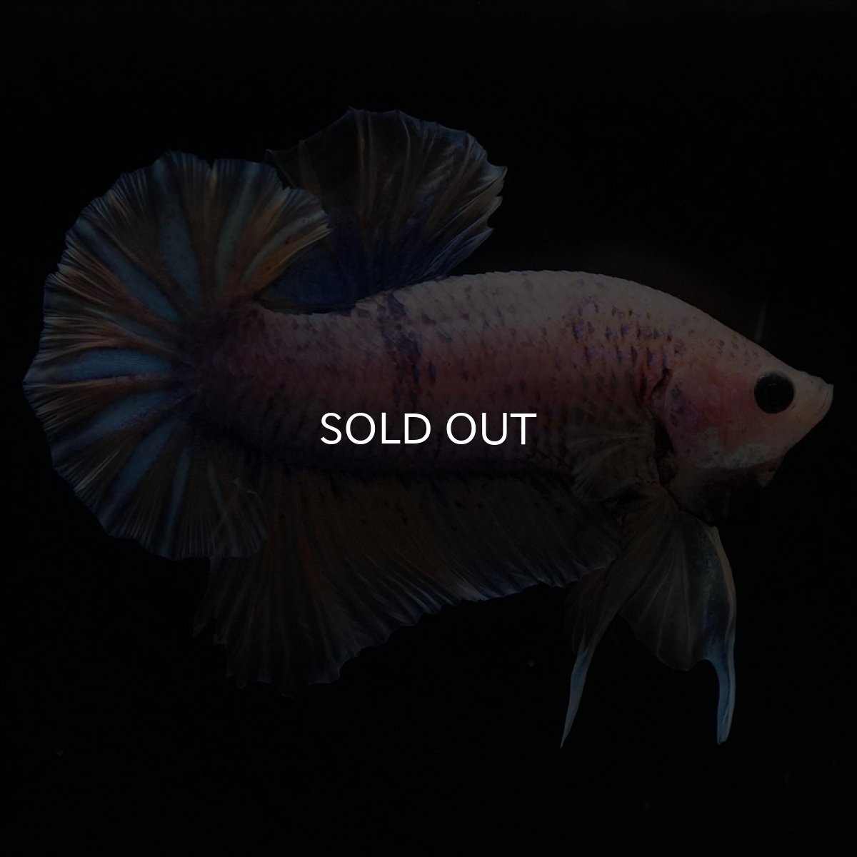 画像3: HMPK　イエローファンシー (3)