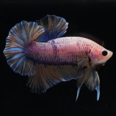 画像3: HMPK　イエローファンシー (3)