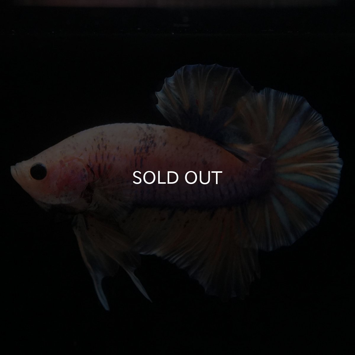 画像2: HMPK　イエローファンシー (2)