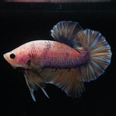 画像2: HMPK　イエローファンシー (2)