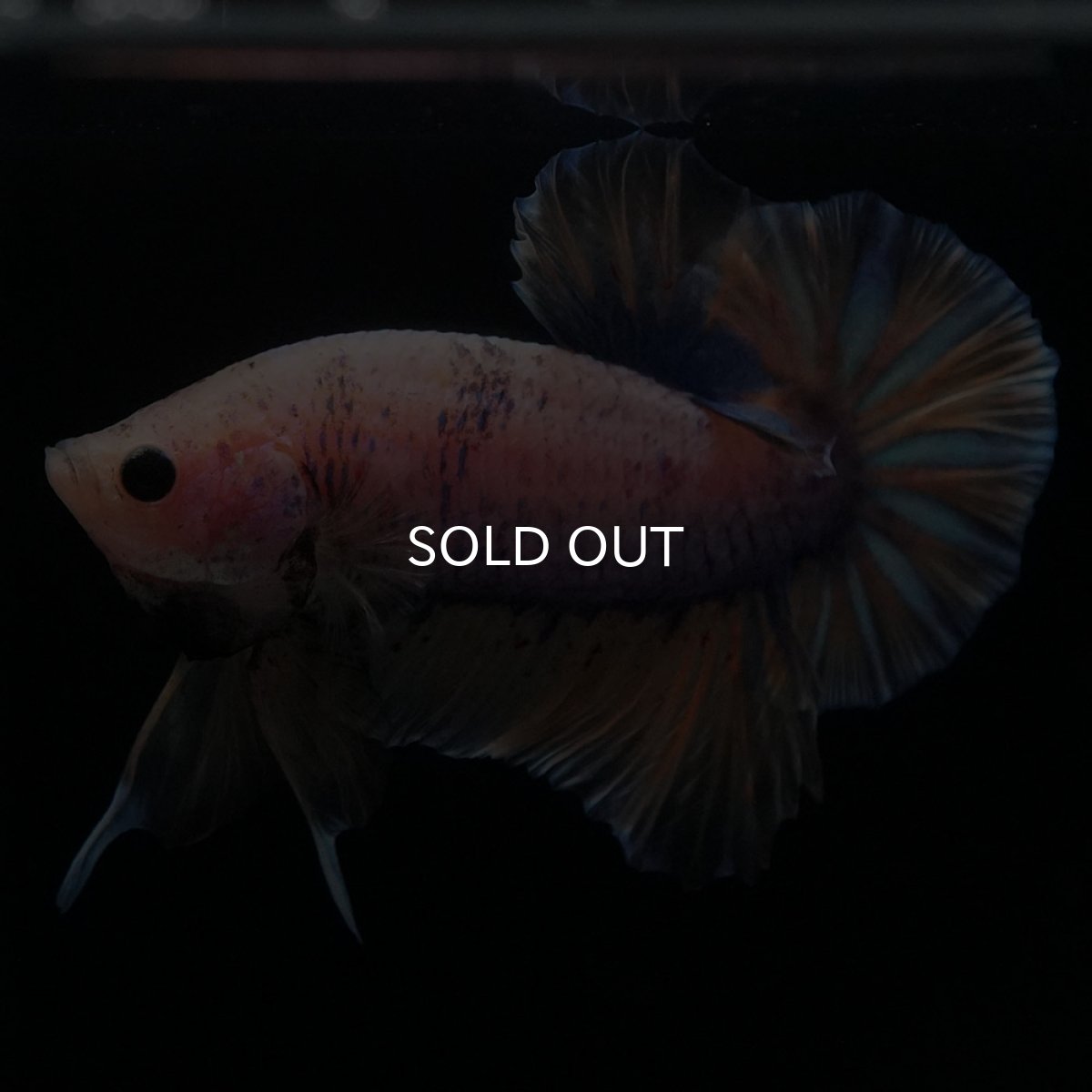 画像4: HMPK　イエローファンシー (4)