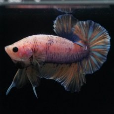 画像4: HMPK　イエローファンシー (4)