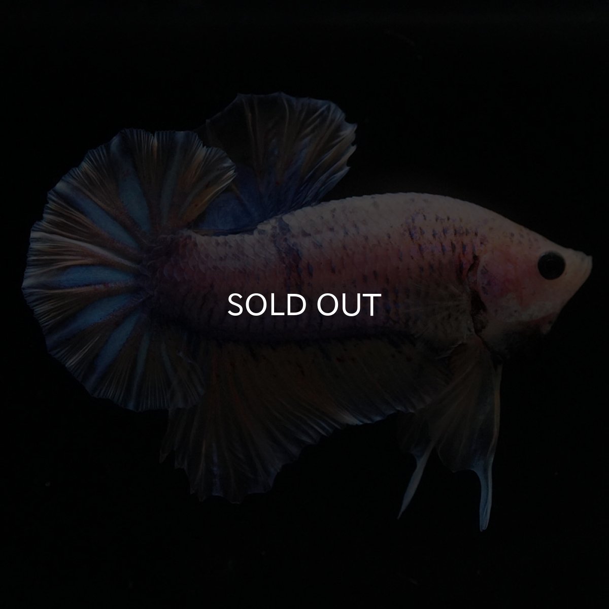 画像1: HMPK　イエローファンシー (1)