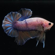 画像1: HMPK　イエローファンシー (1)