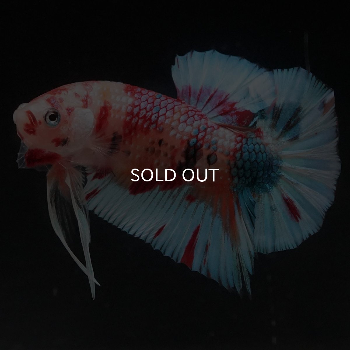 画像7: HMPK　キャンディ (7)