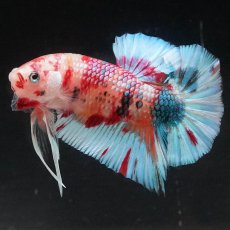 画像7: HMPK　キャンディ (7)