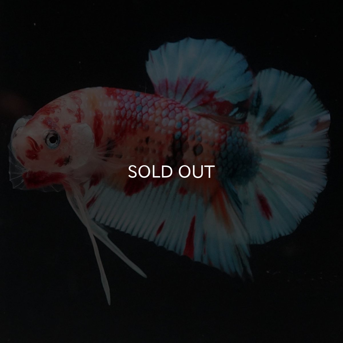 画像1: HMPK　キャンディ (1)