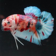 画像1: HMPK　キャンディ (1)