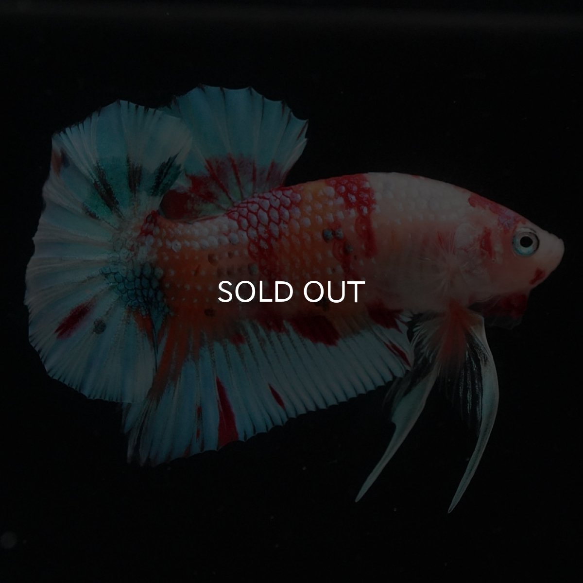 画像4: HMPK　キャンディ (4)