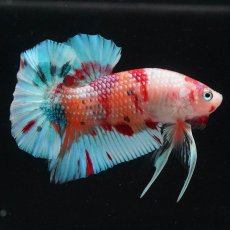 画像4: HMPK　キャンディ (4)