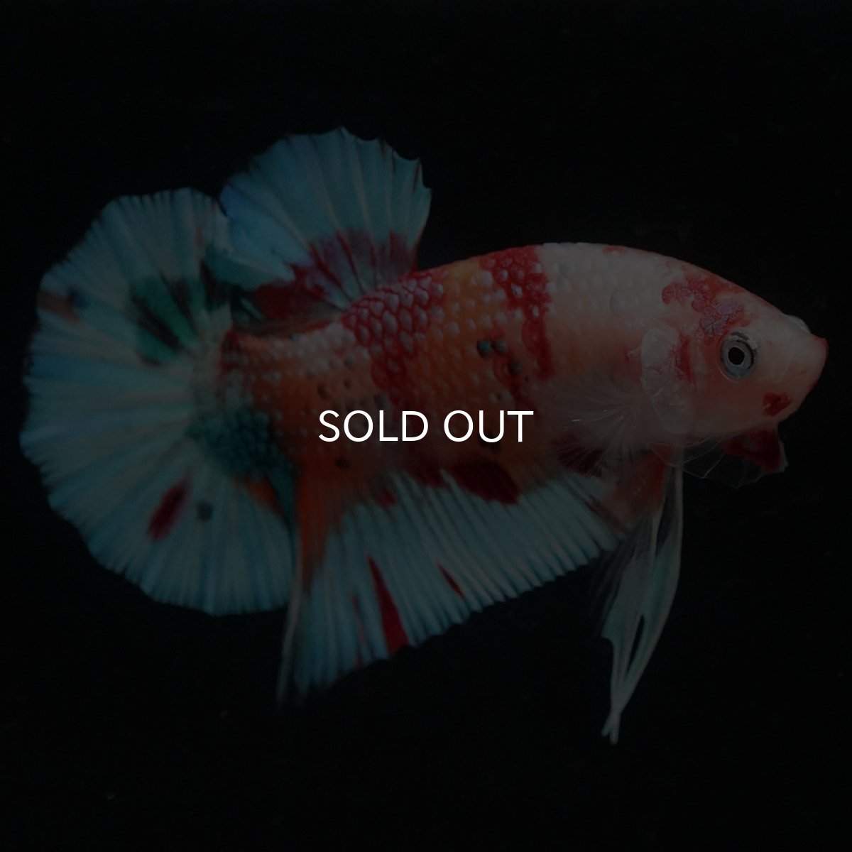 画像6: HMPK　キャンディ (6)